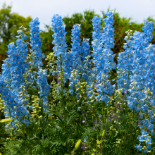 Carica l'immagine nel visualizzatore di Gallery, Delphinium 'Magic Fountains Sky Blue' - Larkspur - Root Houseplants
