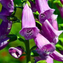 Carica l'immagine nel visualizzatore di Gallery, Digitalis purpurea 'Gloxiniiflora' - Foxglove - Root Houseplants