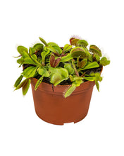 Carica l'immagine nel visualizzatore di Gallery, Dionaea muscipula - Venus Fly Trap - Root Houseplants