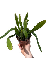 Carica l'immagine nel visualizzatore di Gallery, Disocactus ackermannii - Root Houseplants