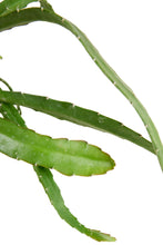 Carica l'immagine nel visualizzatore di Gallery, Disocactus ackermannii - Root Houseplants