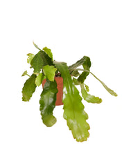 Carica l'immagine nel visualizzatore di Gallery, Epiphyllum cv. Fruhlingsgold - Root Houseplants