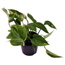 Carica l'immagine nel visualizzatore di Gallery, Epipremnum aureum - Devils Ivy, Pothos - Root Houseplants