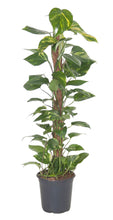 Carica l'immagine nel visualizzatore di Gallery, Epipremnum aureum - Devils Ivy, Pothos - Root Houseplants