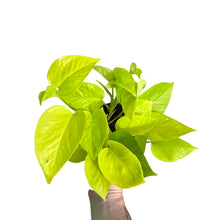 Carica l'immagine nel visualizzatore di Gallery, Epipremnum aureum 'Neon' - Neon Pothos - Root Houseplants
