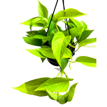 Carica l'immagine nel visualizzatore di Gallery, Epipremnum aureum 'Neon' - Neon Pothos - Root Houseplants