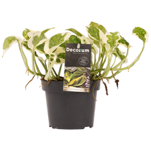 Carica l'immagine nel visualizzatore di Gallery, Epipremnum aureum 'NJOY' - Root Houseplants