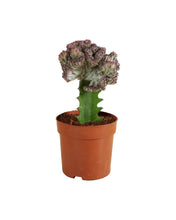 Carica l'immagine nel visualizzatore di Gallery, Euphorbia lactea 'Cristata' - Root Houseplants