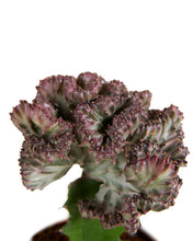 Carica l'immagine nel visualizzatore di Gallery, Euphorbia lactea 'Cristata' - Root Houseplants