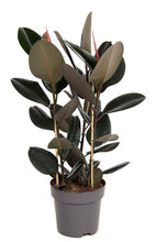 Carica l'immagine nel visualizzatore di Gallery, Ficus elastica - Root Houseplants