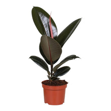 Carica l'immagine nel visualizzatore di Gallery, Ficus elastica - Root Houseplants