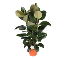 Carica l'immagine nel visualizzatore di Gallery, Ficus elastica - Root Houseplants