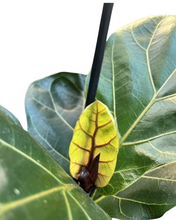 Carica l'immagine nel visualizzatore di Gallery, Ficus lyrata 'Bambino' - Fiddle Leaf Fig - Root Houseplants