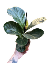 Carica l'immagine nel visualizzatore di Gallery, Ficus lyrata 'Bambino' - Fiddle Leaf Fig - Root Houseplants