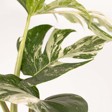 Afbeelding in Gallery-weergave laden, MM-MOS15 - 7