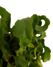 Carica l'immagine nel visualizzatore di Gallery, MM-MEC-1081 - 1