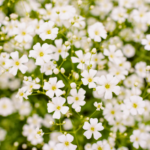 Afbeelding in Gallery-weergave laden, Gypsophila repens 'Alba' - Root Houseplants