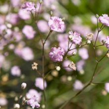 Carica l'immagine nel visualizzatore di Gallery, Gypsophila repens 'Rosea' - Root Houseplants