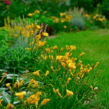 Carica l'immagine nel visualizzatore di Gallery, Hemerocallis 'Stella de Oro' - Daylily - Root Houseplants