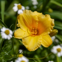 Carica l'immagine nel visualizzatore di Gallery, Hemerocallis 'Stella de Oro' - Daylily - Root Houseplants