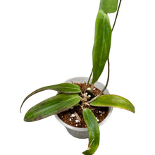 Carica l'immagine nel visualizzatore di Gallery, Hoya bordenii - Root Houseplants