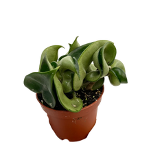 Afbeelding in Gallery-weergave laden, Hoya carnosa 'Compacta' - Root Houseplants