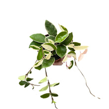 Afbeelding in Gallery-weergave laden, Hoya carnosa 'Krimson Queen' - Root Houseplants