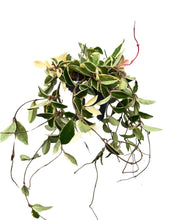 Afbeelding in Gallery-weergave laden, Hoya carnosa 'Krimson Queen' - Root Houseplants