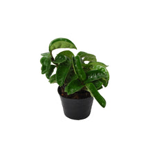 Afbeelding in Gallery-weergave laden, Hoya carnosa 'Krinkle 8' - Root Houseplants