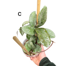 Afbeelding in Gallery-weergave laden, Hoya carnosa 'Nova Ghost' - Root Houseplants