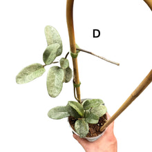 Afbeelding in Gallery-weergave laden, Hoya carnosa 'Nova Ghost' - Root Houseplants