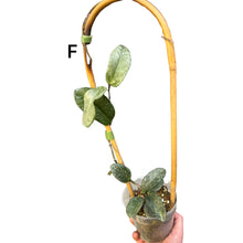 Afbeelding in Gallery-weergave laden, Hoya carnosa 'Nova Ghost' - Root Houseplants