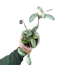 Afbeelding in Gallery-weergave laden, Hoya carnosa 'Nova Ghost' - Root Houseplants