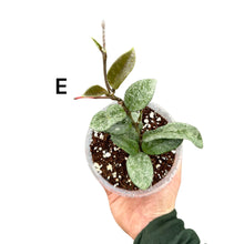 Afbeelding in Gallery-weergave laden, Hoya carnosa 'Nova Ghost' - Root Houseplants