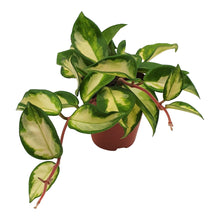 Afbeelding in Gallery-weergave laden, Hoya carnosa 'Tricolour' - Root Houseplants