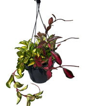 Afbeelding in Gallery-weergave laden, Hoya carnosa 'Tricolour' - Root Houseplants