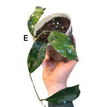 Carica l'immagine nel visualizzatore di Gallery, Hoya clemensiorum - Root Houseplants