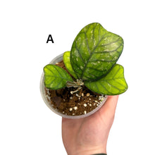 Afbeelding in Gallery-weergave laden, Hoya deykei - Root Houseplants
