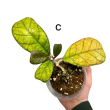 Afbeelding in Gallery-weergave laden, Hoya deykei - Root Houseplants