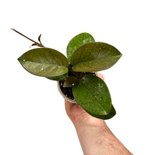 Afbeelding in Gallery-weergave laden, Hoya fungii - Root Houseplants
