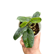 Carica l'immagine nel visualizzatore di Gallery, Hoya globulosa (syn. Hoya villosa) - Root Houseplants