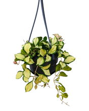Afbeelding in Gallery-weergave laden, Hoya heuschkeliana 'Variegata' - Root Houseplants