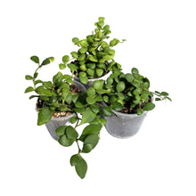 Carica l'immagine nel visualizzatore di Gallery, Hoya heuschkeliana (Yellow flower) - Root Houseplants