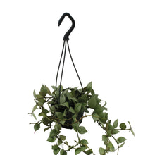 Afbeelding in Gallery-weergave laden, Hoya krohniana 'Eskimo' - Root Houseplants