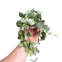 Afbeelding in Gallery-weergave laden, Hoya krohniana 'Eskimo' - Root Houseplants