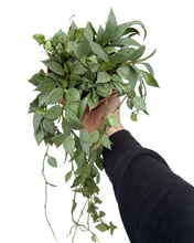 Afbeelding in Gallery-weergave laden, Hoya krohniana 'Eskimo' - Root Houseplants