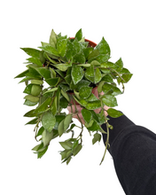 Afbeelding in Gallery-weergave laden, Hoya krohniana 'Splash' - Root Houseplants