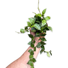 Afbeelding in Gallery-weergave laden, Hoya krohniana 'Splash' - Root Houseplants