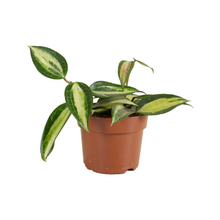 Carica l'immagine nel visualizzatore di Gallery, Hoya latifolia 'Pot of Gold' - Root Houseplants