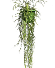 Afbeelding in Gallery-weergave laden, Hoya linearis - Root Houseplants